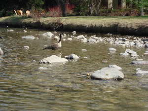 I'm not the only dad showing the river to his little chick