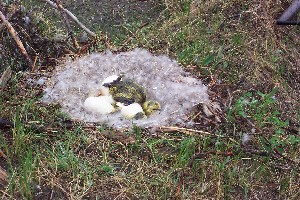 Goose nest with very young chicks