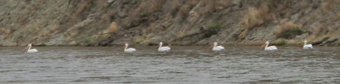 big white birds on day 1