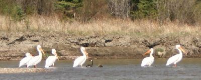 Canada goose hanging out withthe pelicans