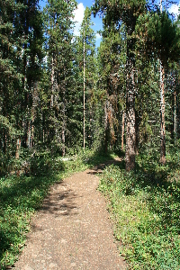 Trail near the put in