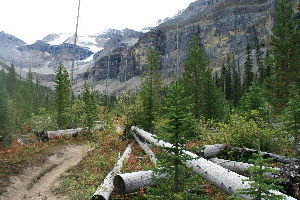 Looking into the canyon