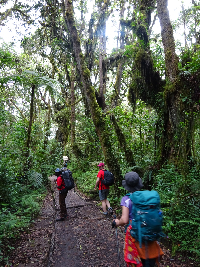 Trail Day one through the forest