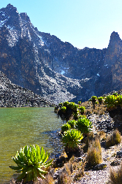 big "buffalo" plants - Mt. Kenya