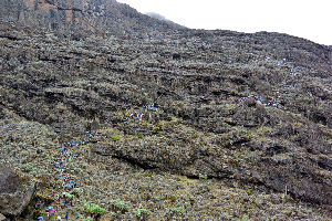 Colourful Human Migration