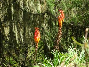 Red hot poker, usually seen at 3000 m