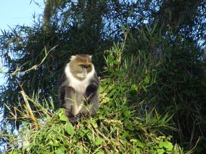 Little visitor at the camp