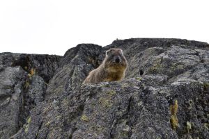 Mt Kenya Hyrax