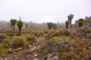 Trail to the Point Lenana