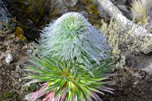 Baby Ostrich Lobelia