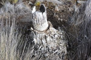 Dead Ostrich Lobelia