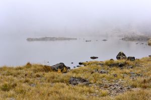 Nanyuki Tarn in fog