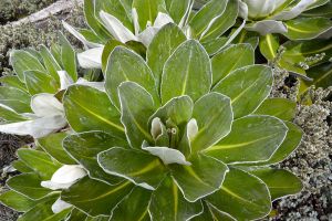 Cabbage Lobelia