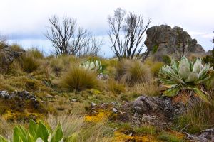 Mixed vegetation of sub-alpine and moorland