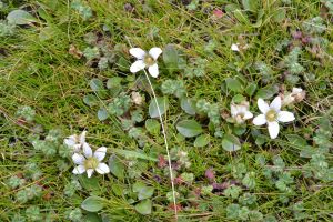 Tiny wild flowers 