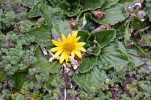 Tiny wild flowers 