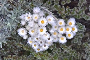 Tiny wild flowers 