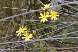 Tiny wild flowers 