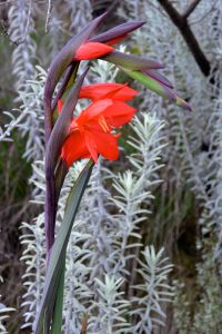 Wild Gladiolus