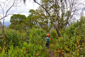 Entering rainforest