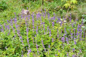 Wild flowers