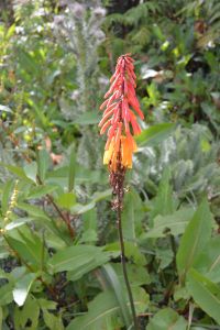 Red Hot Poker