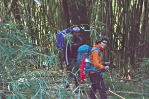 Walking through the bamboo forest