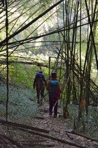 Walking through the bamboo forest