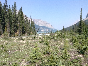 View towards lake after coming out of the trees