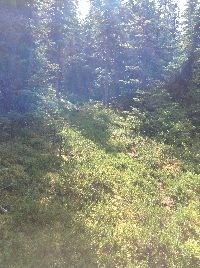 Shot of the trail section through the trees