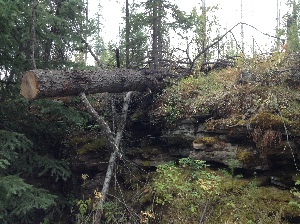 Past work to clear trail from blow down