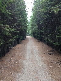 The trail is still wide and flat, though the trees.