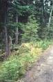 grouse
