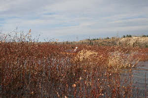 Roy coming through the willows.