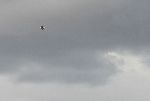 kt_IMG_8366-crop.jpg