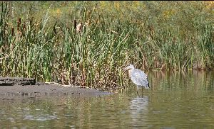 1st heron again, different angle