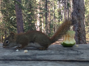 Our not so quiet neighbour