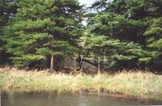  Elk, hidden in trees