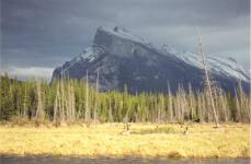 Geese infront of Mt Rundle 