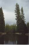  leaning trees on the stream  