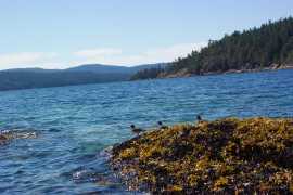 birds in the sea weed