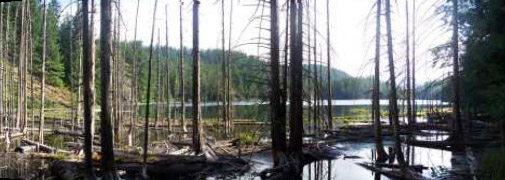 trees in the water